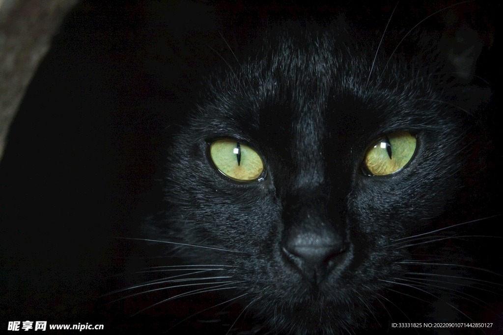 猫