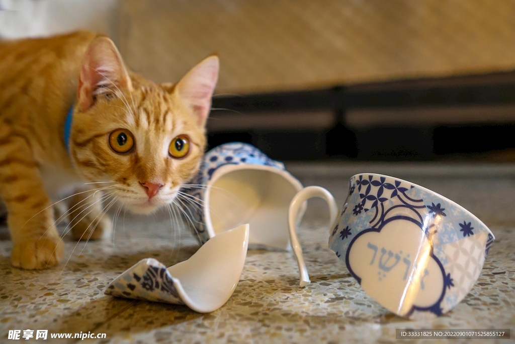 猫