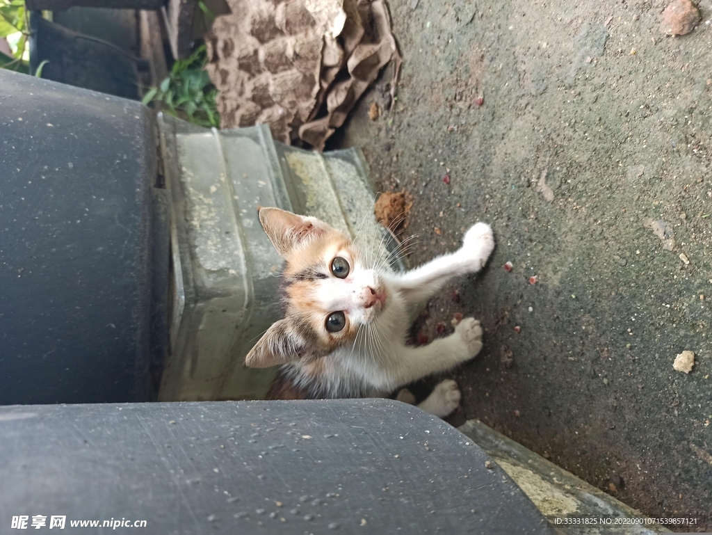 猫