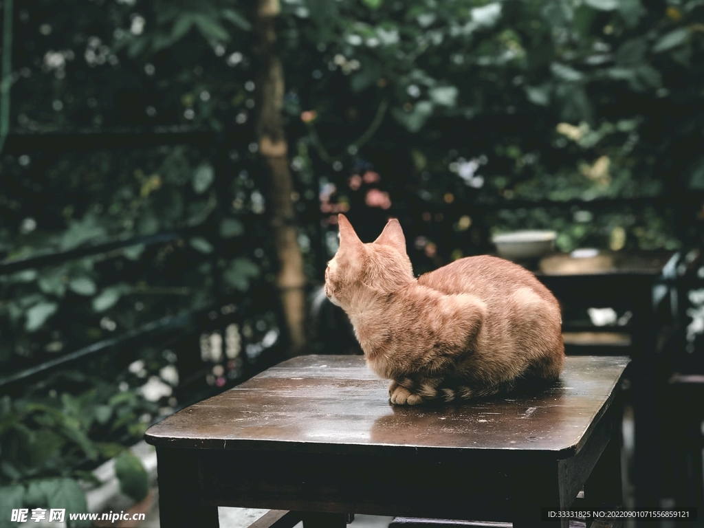 猫