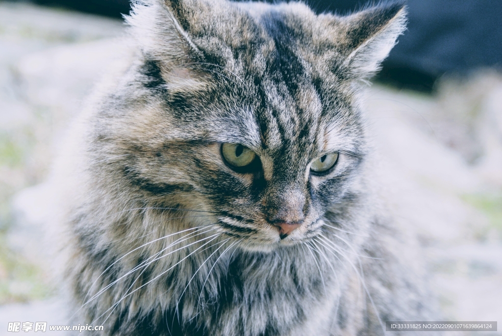 猫