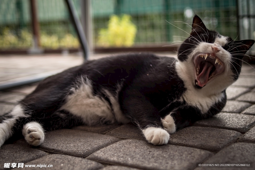 猫