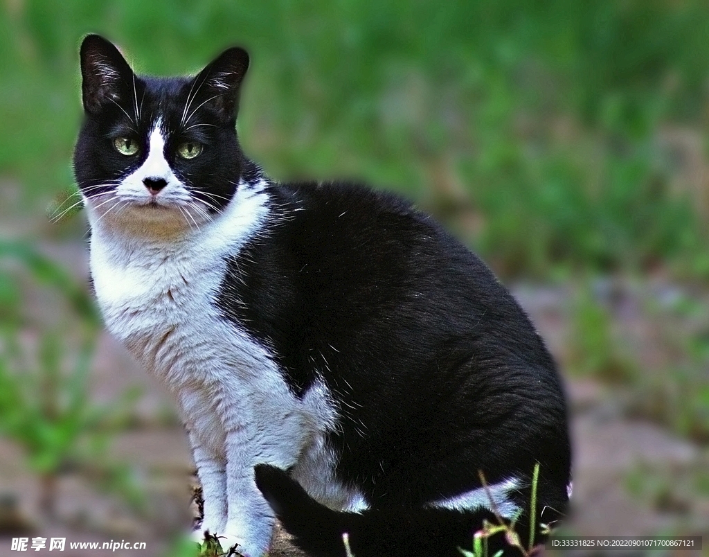 猫