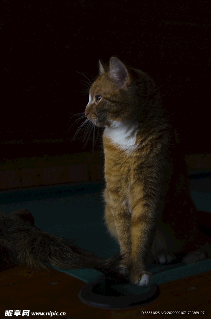 猫