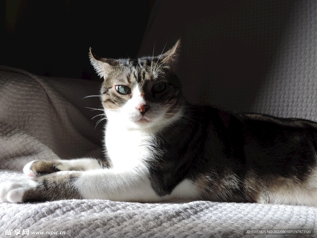 猫