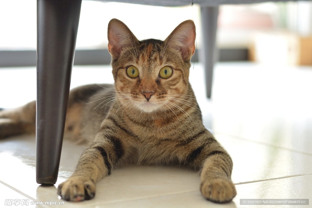 猫