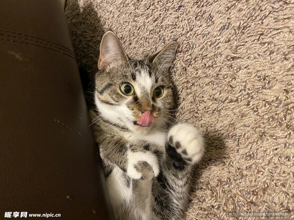 猫