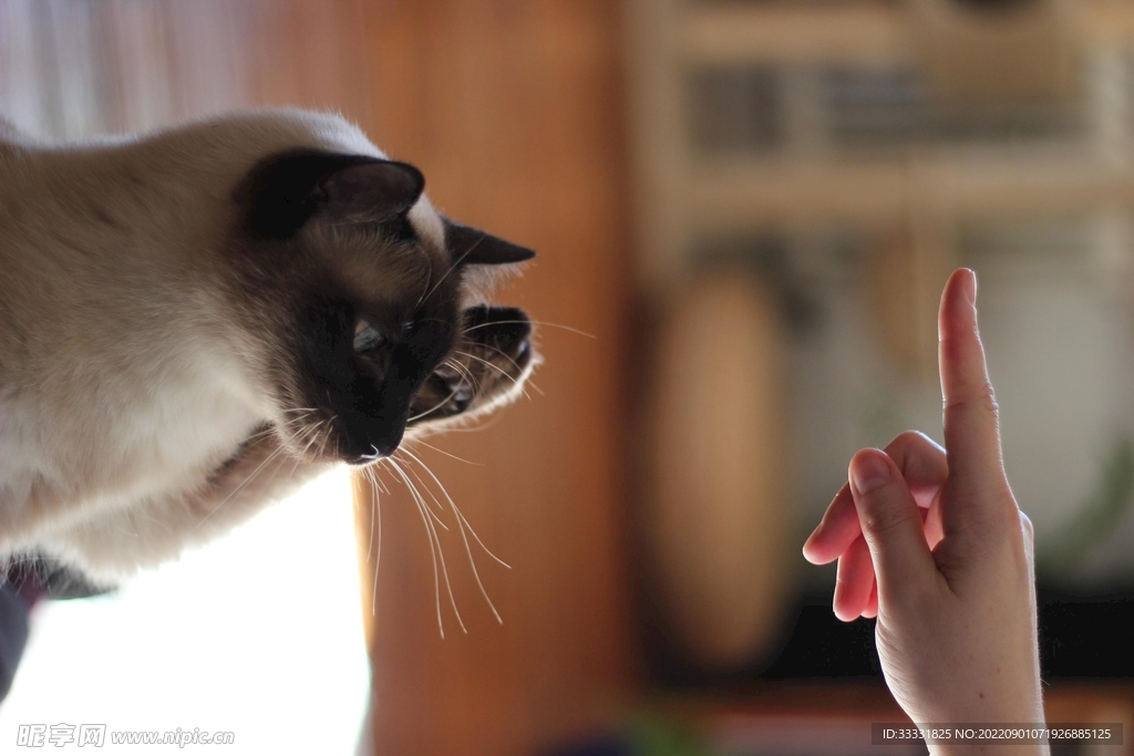 猫