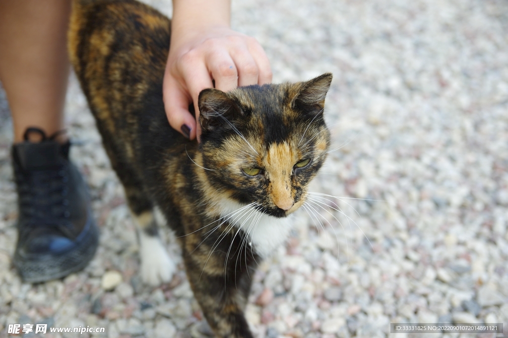 猫