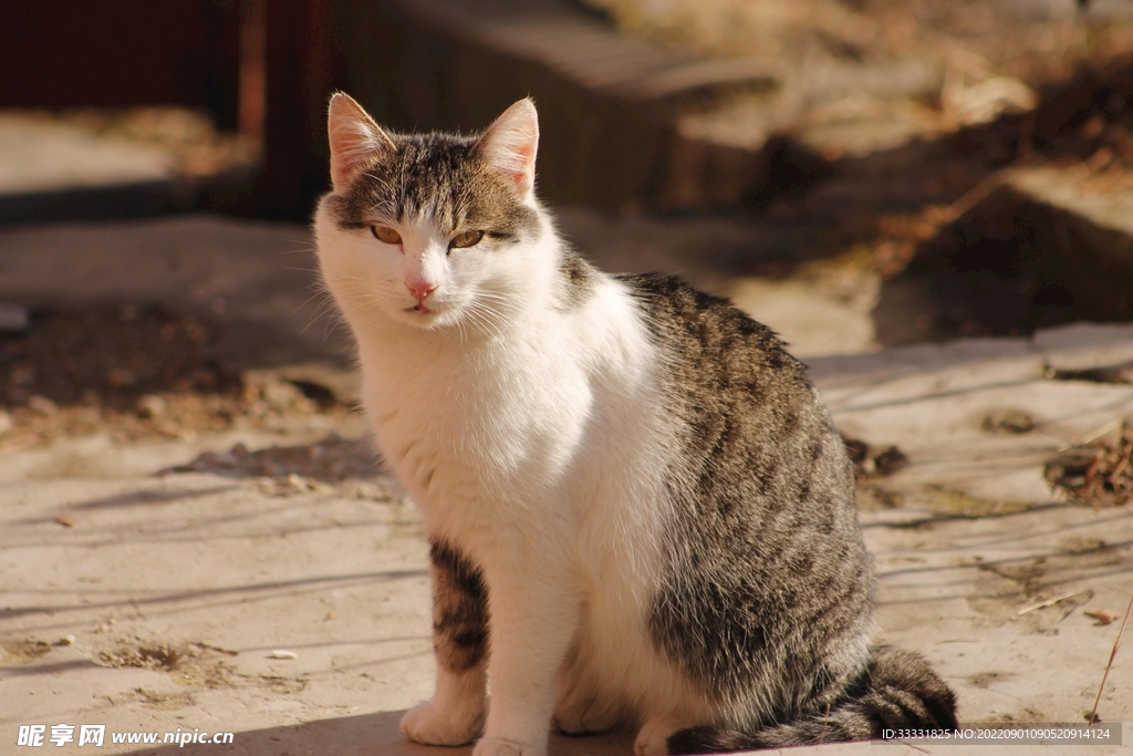 猫