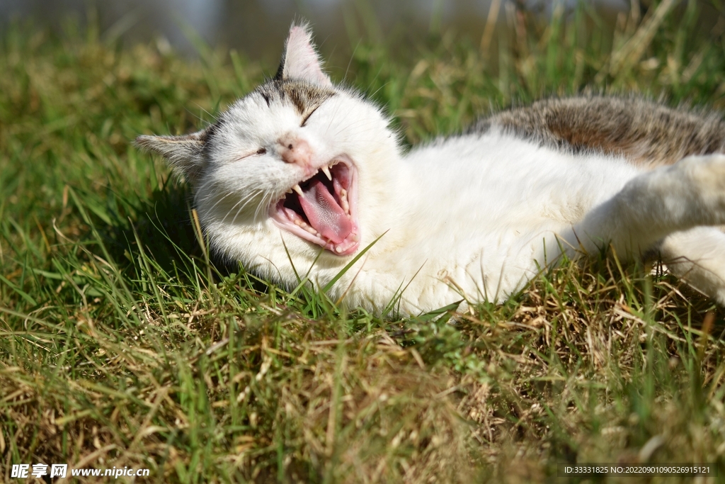 猫