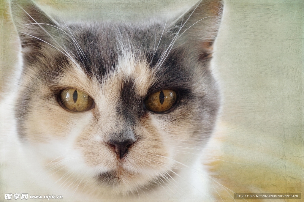 猫