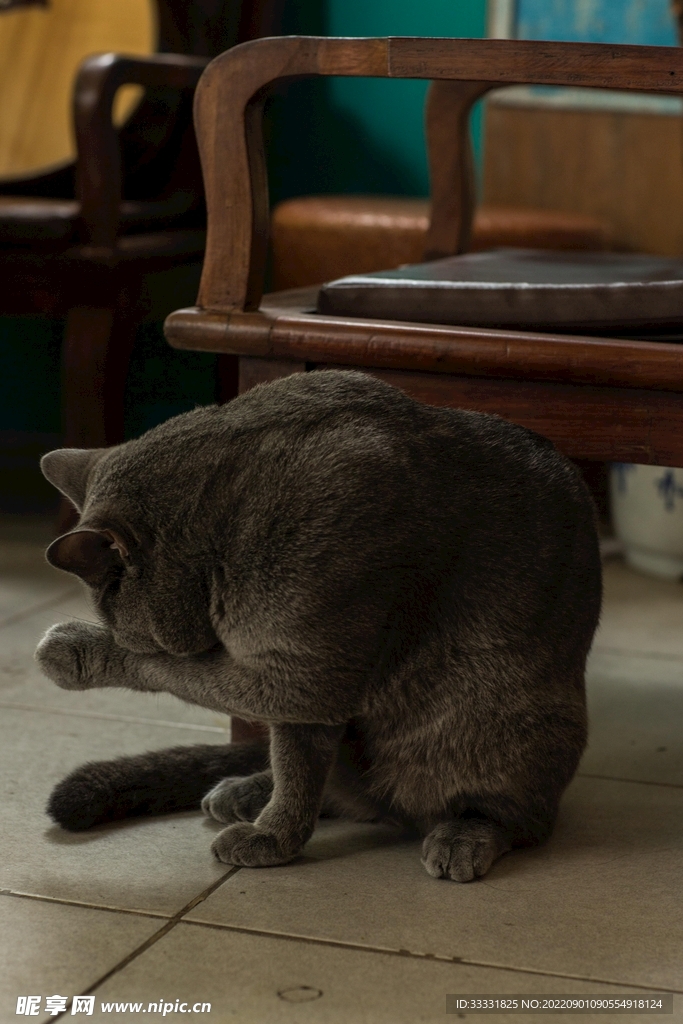 猫