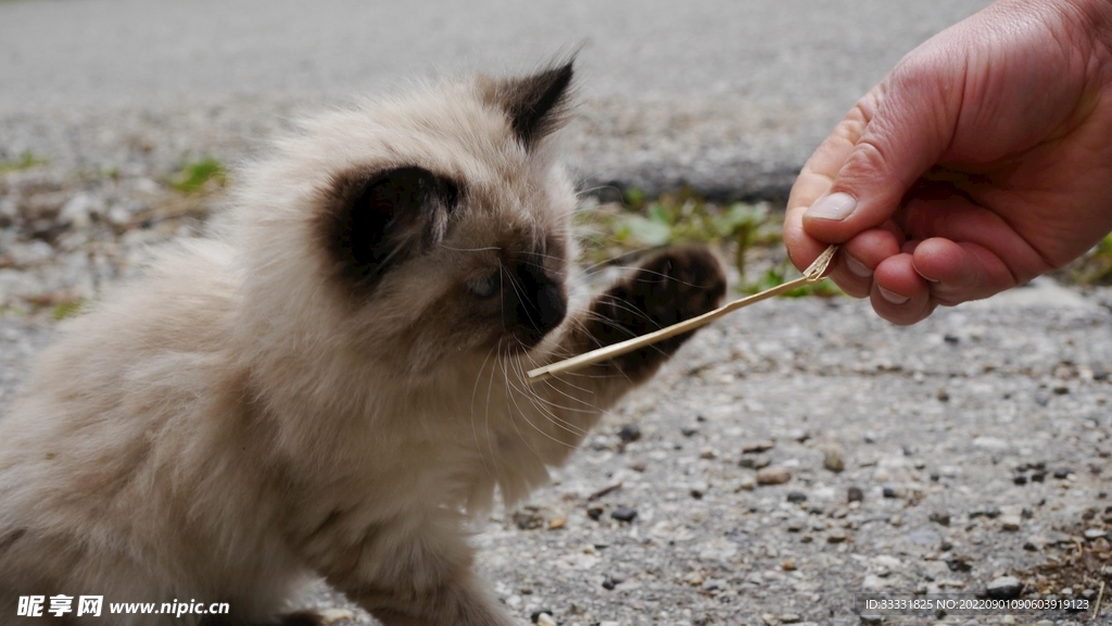 猫