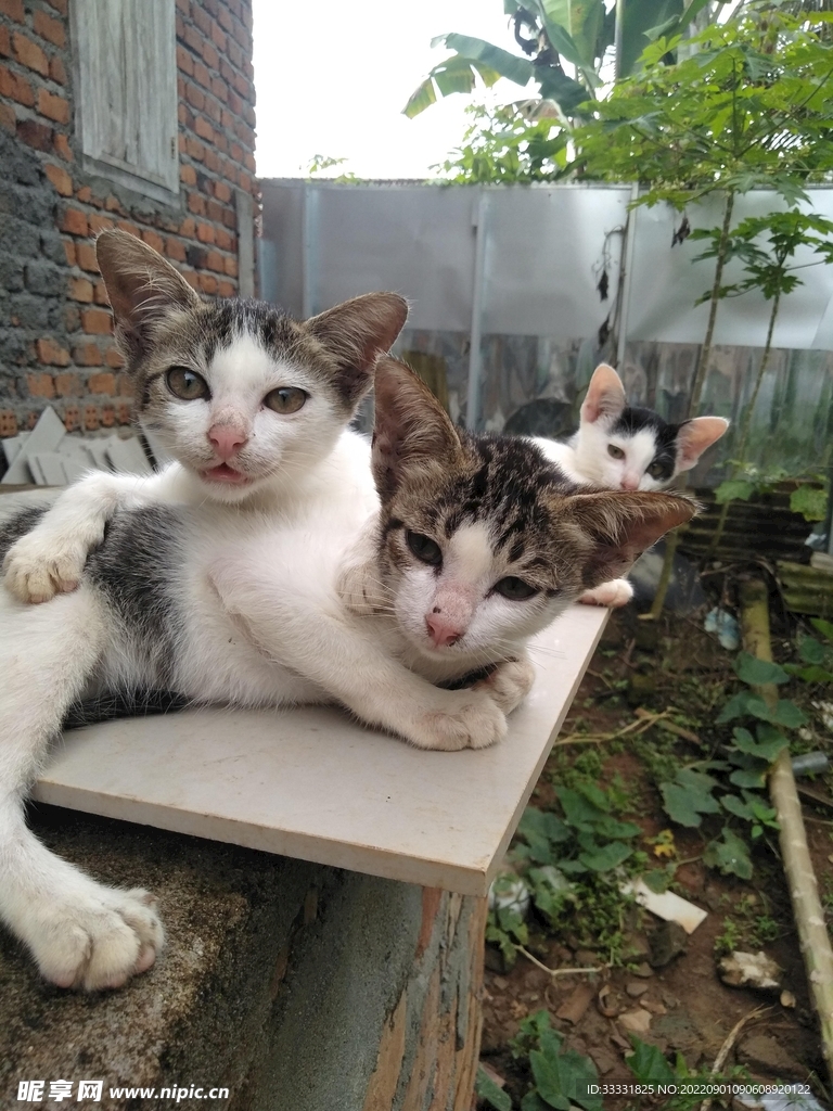 猫
