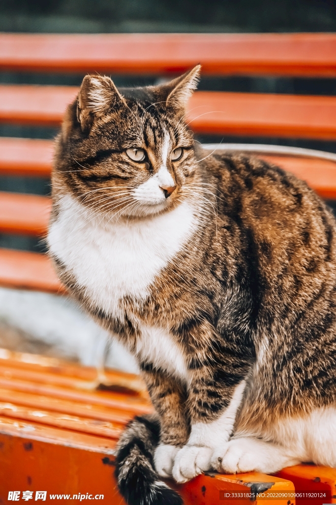 猫