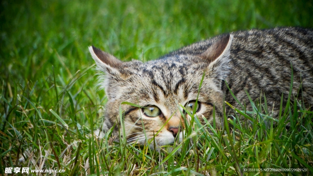猫