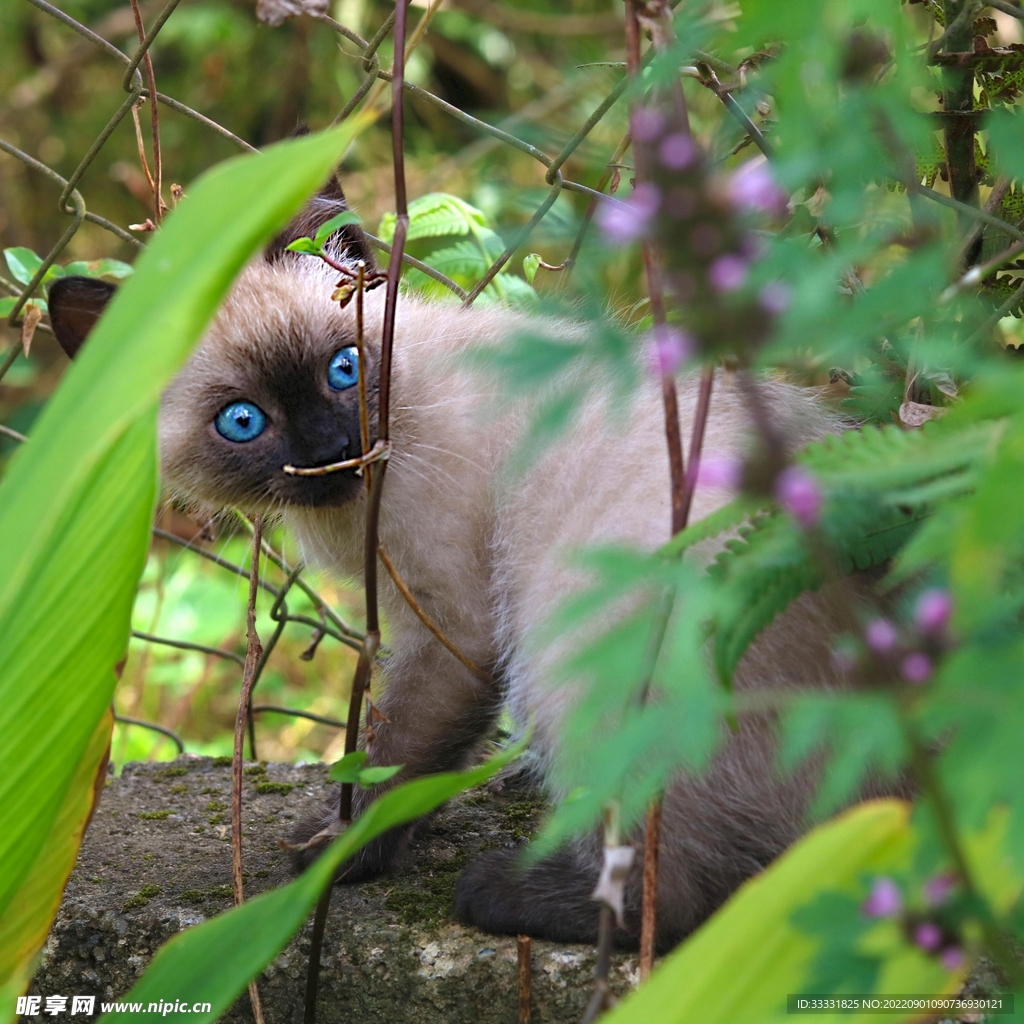 猫