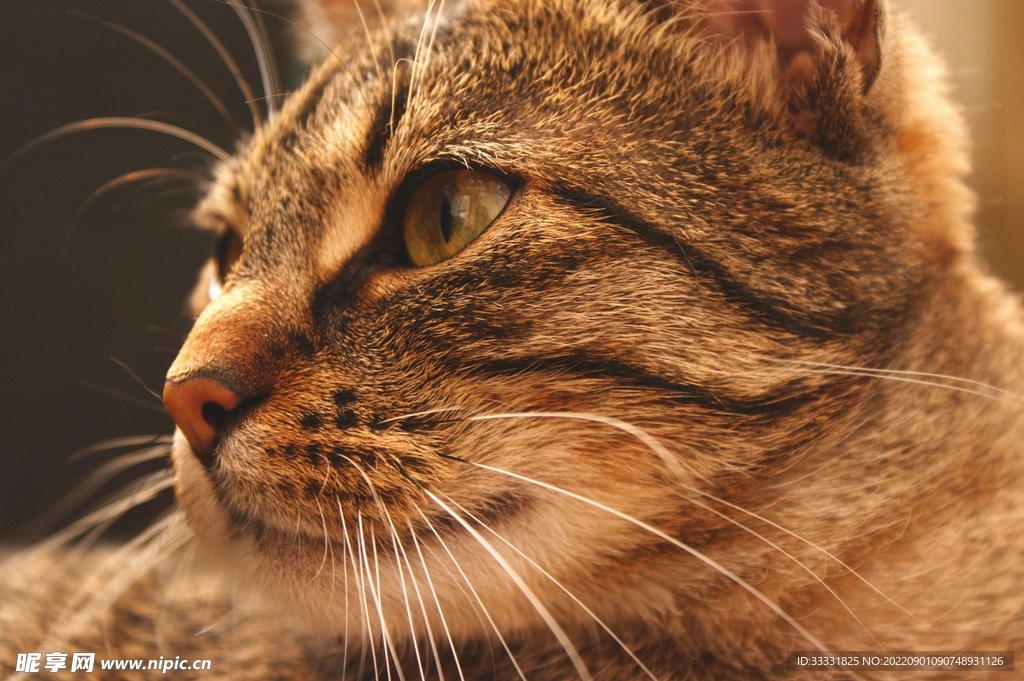 猫