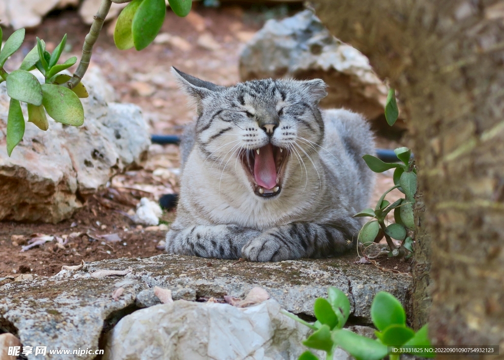 猫