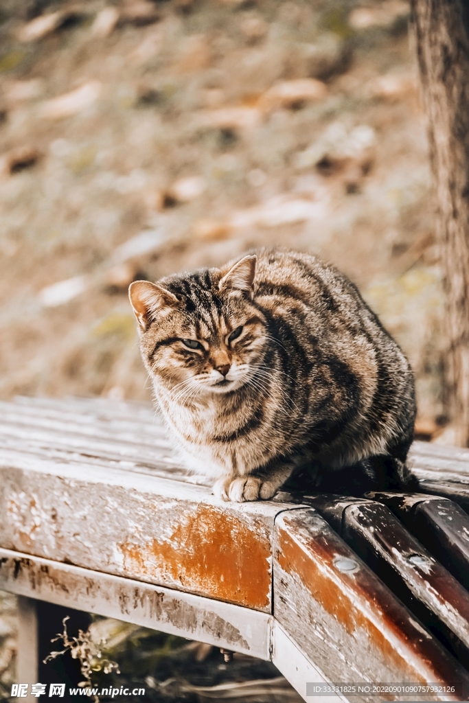 猫