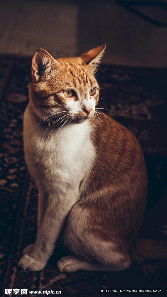 猫