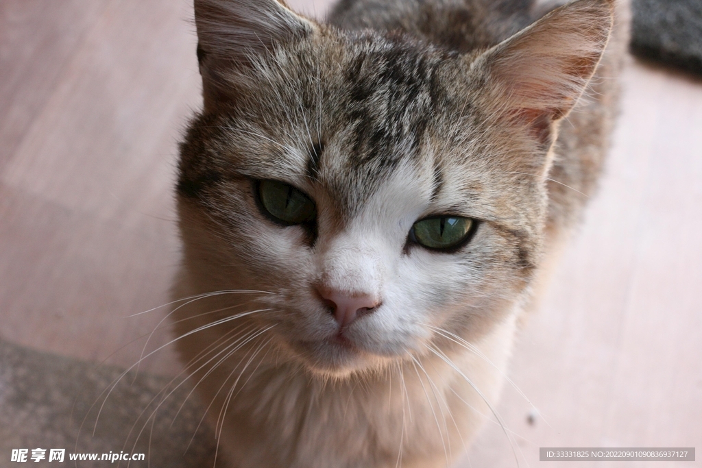 猫