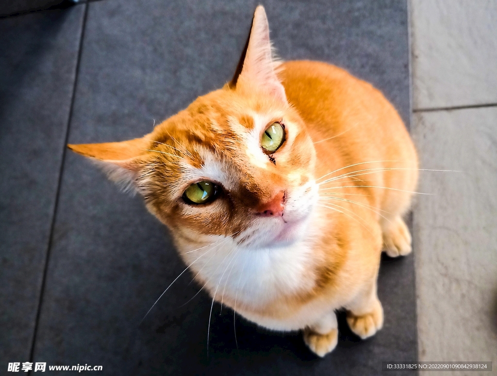猫