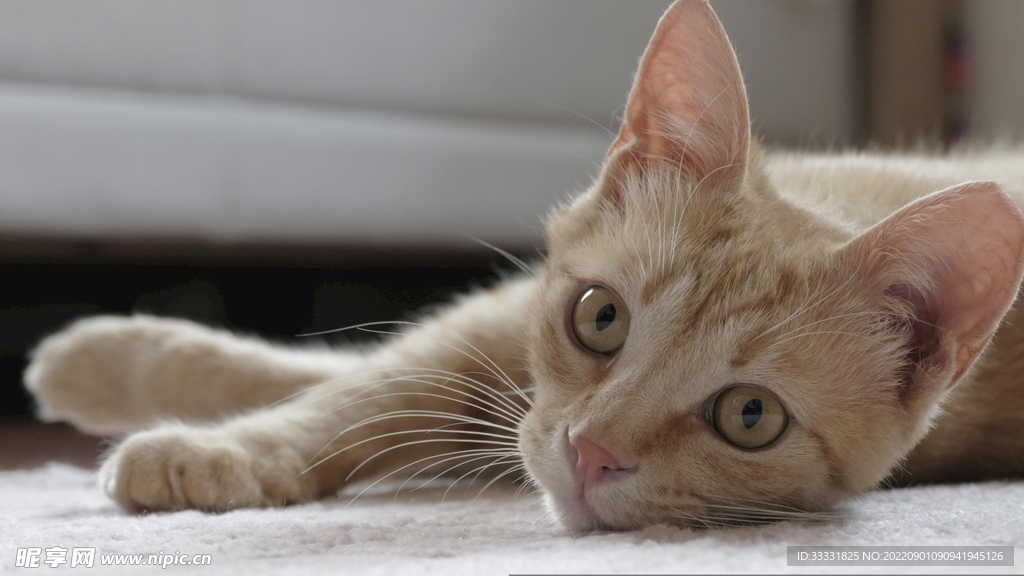 猫