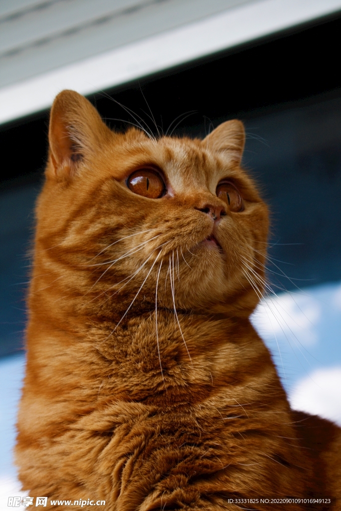 猫
