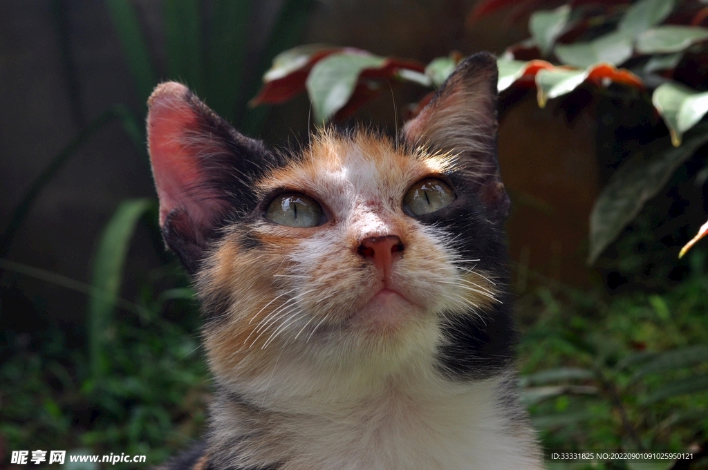 猫
