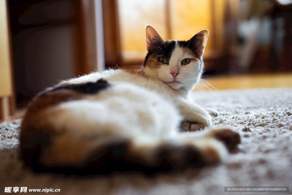 猫