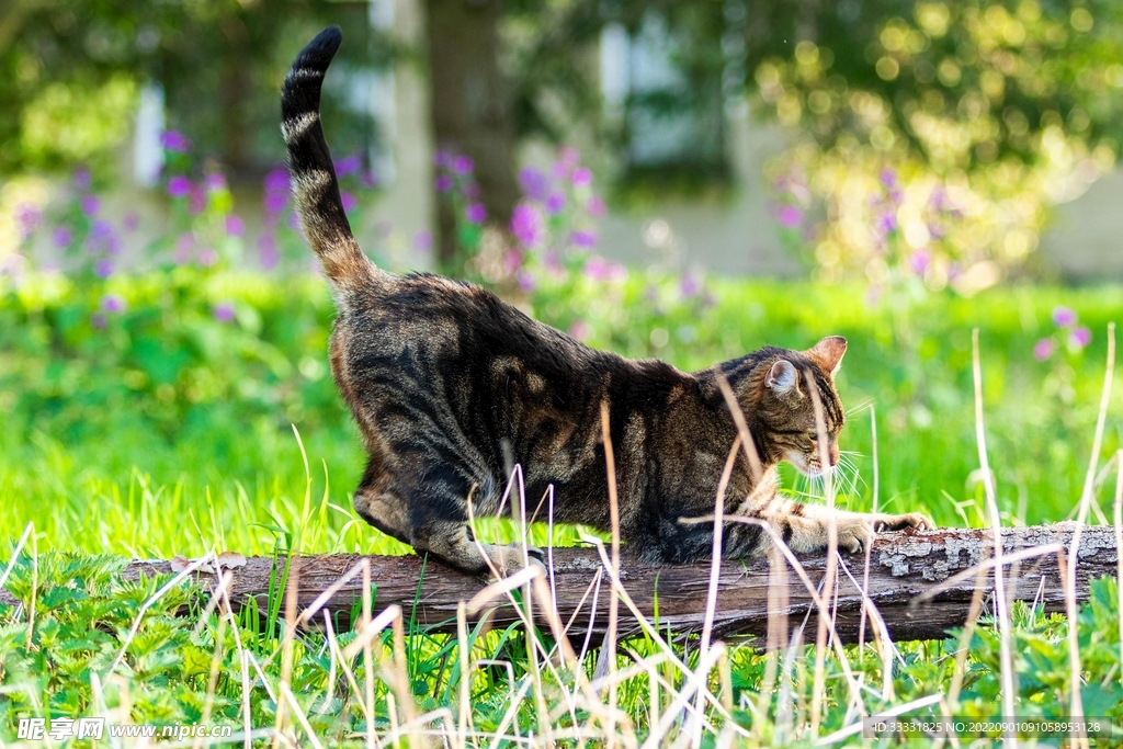 猫