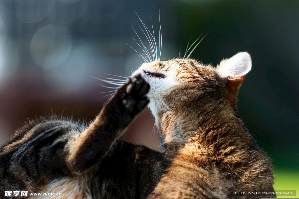 猫