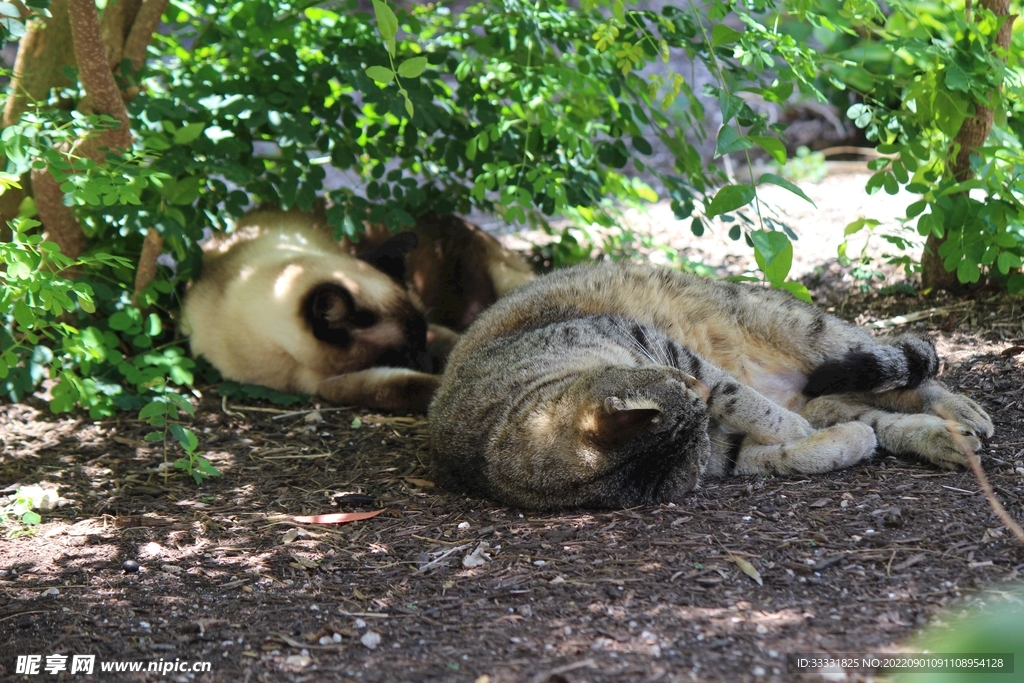 猫