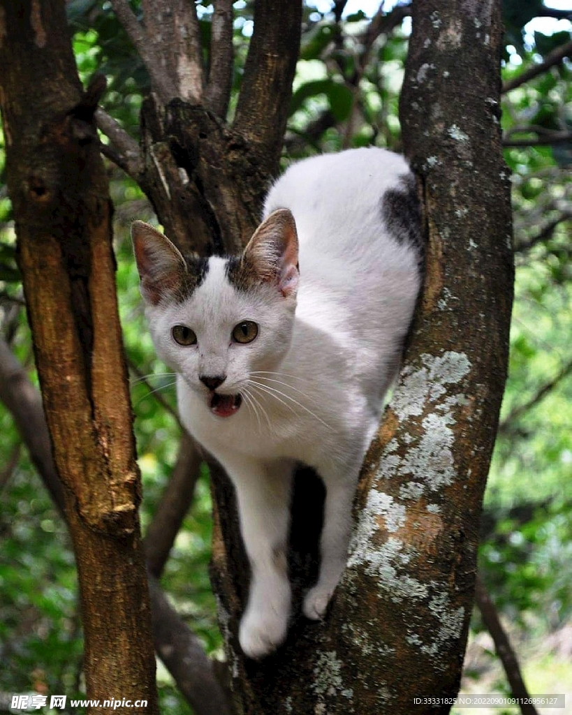 猫