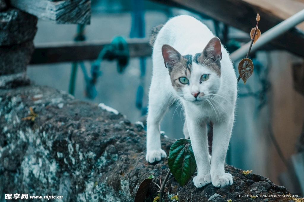 猫