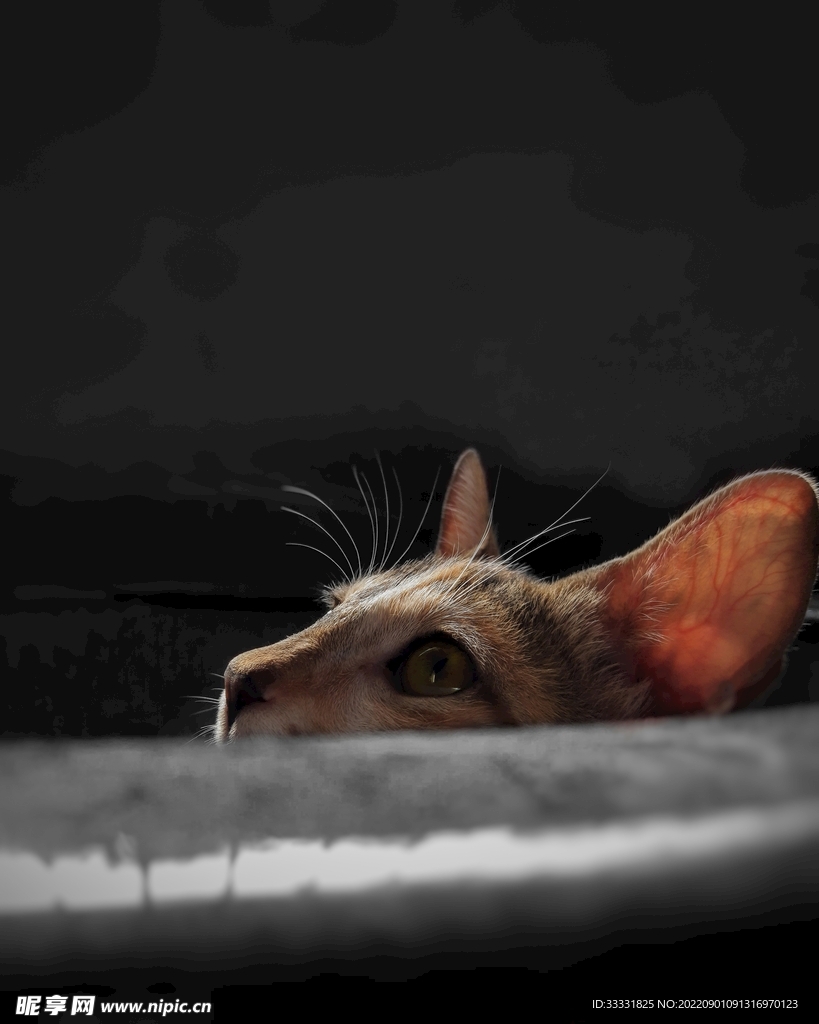 猫
