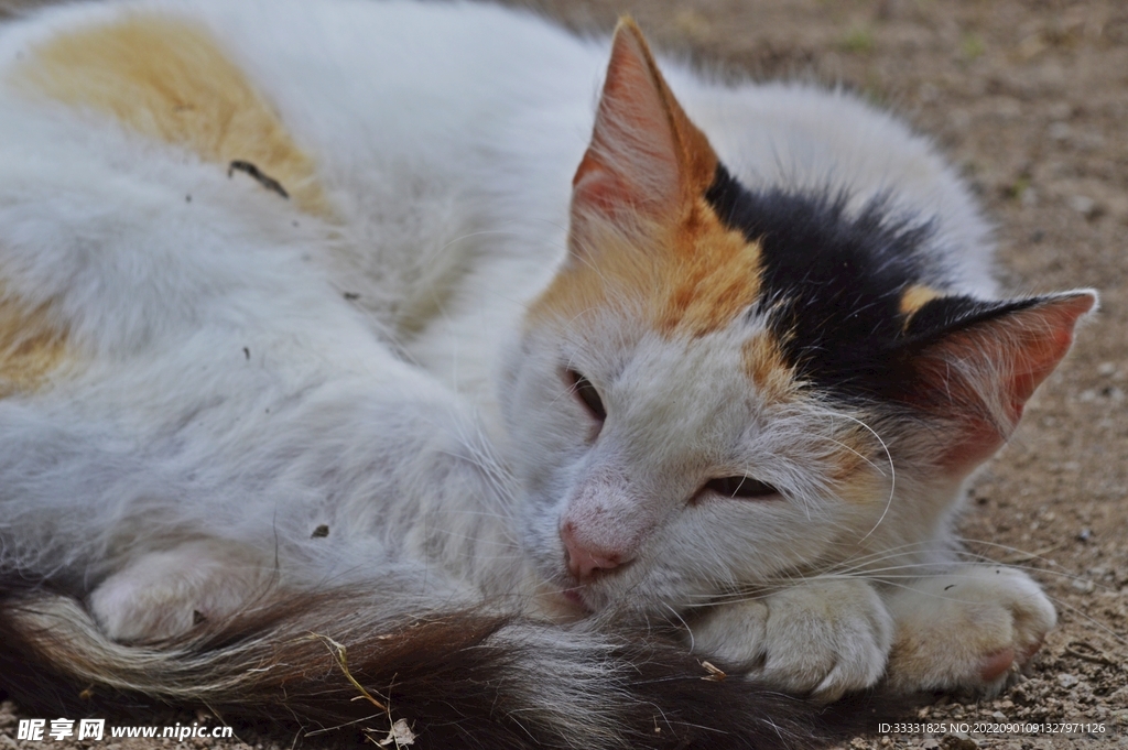 猫