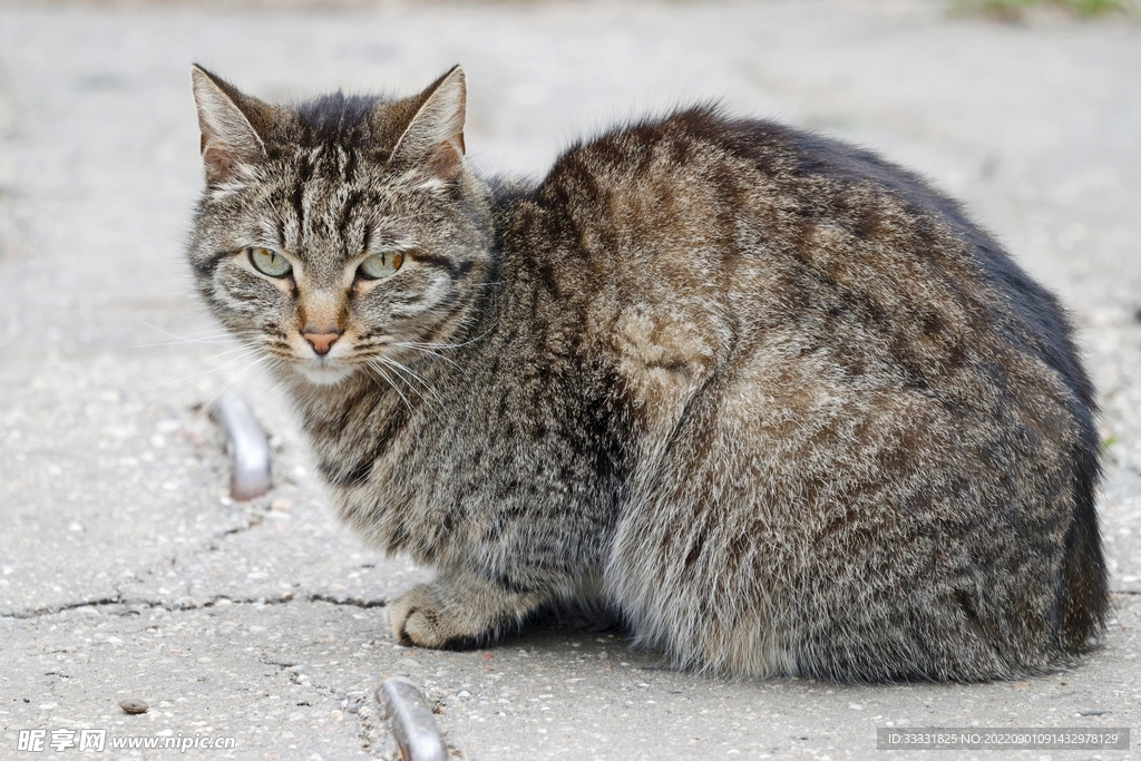 猫