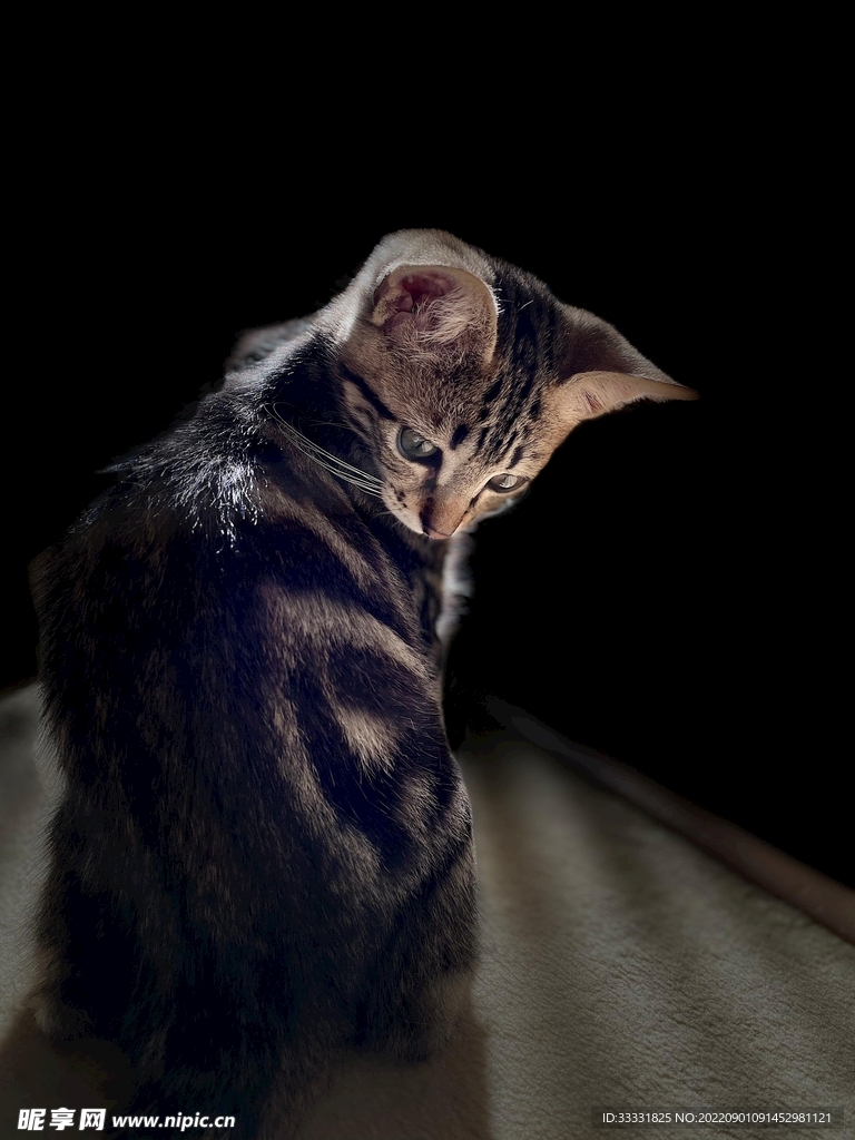 猫