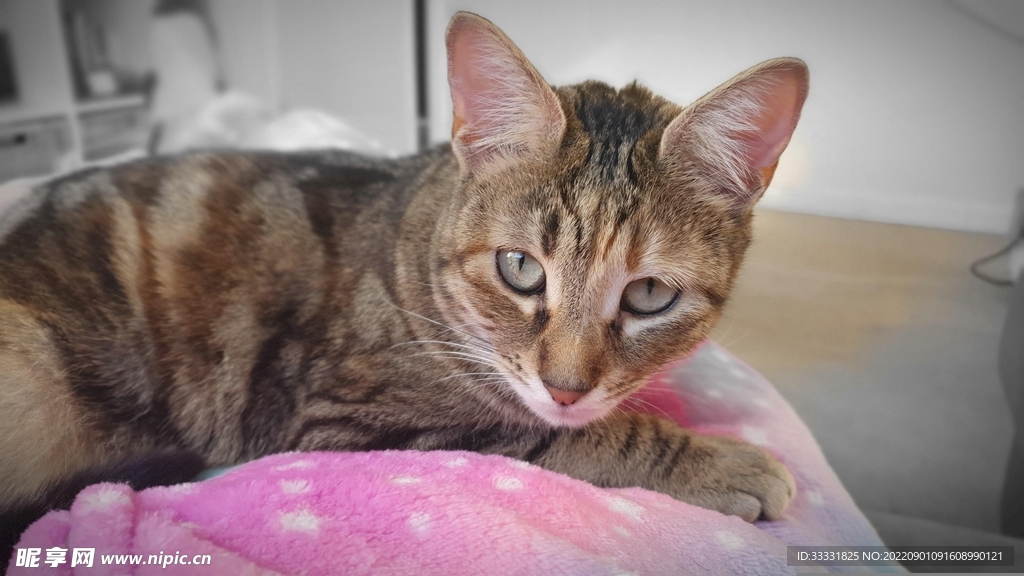 猫