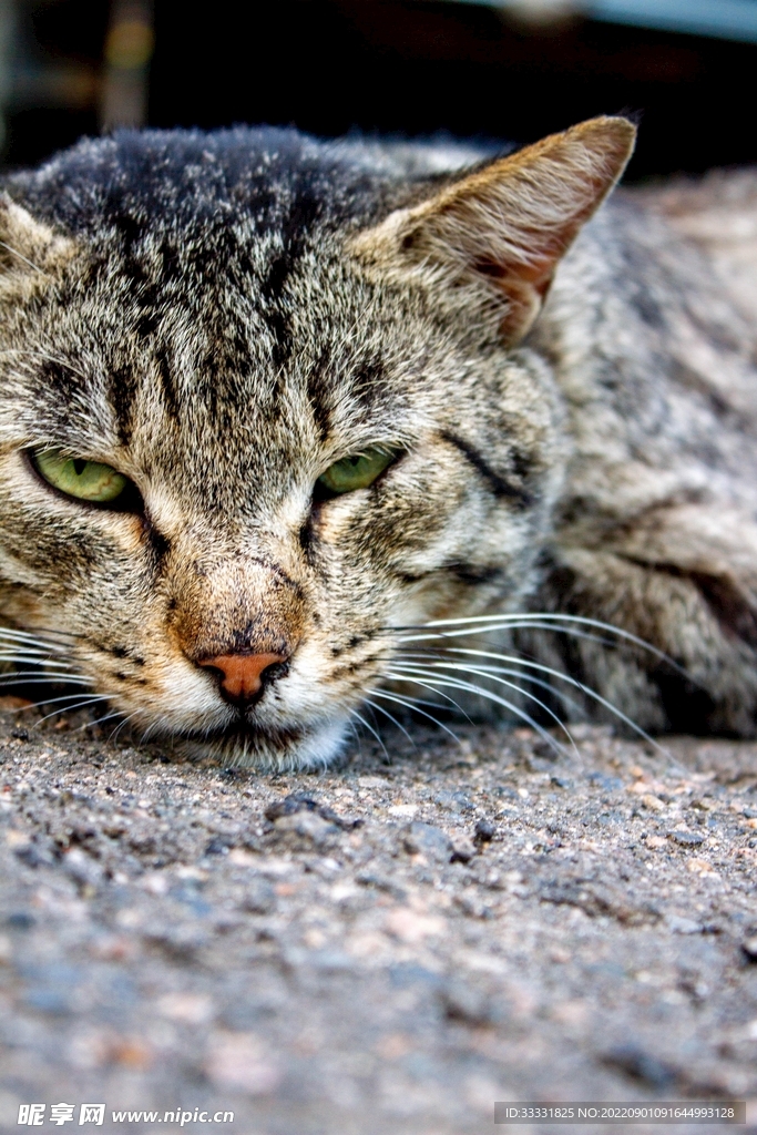 猫