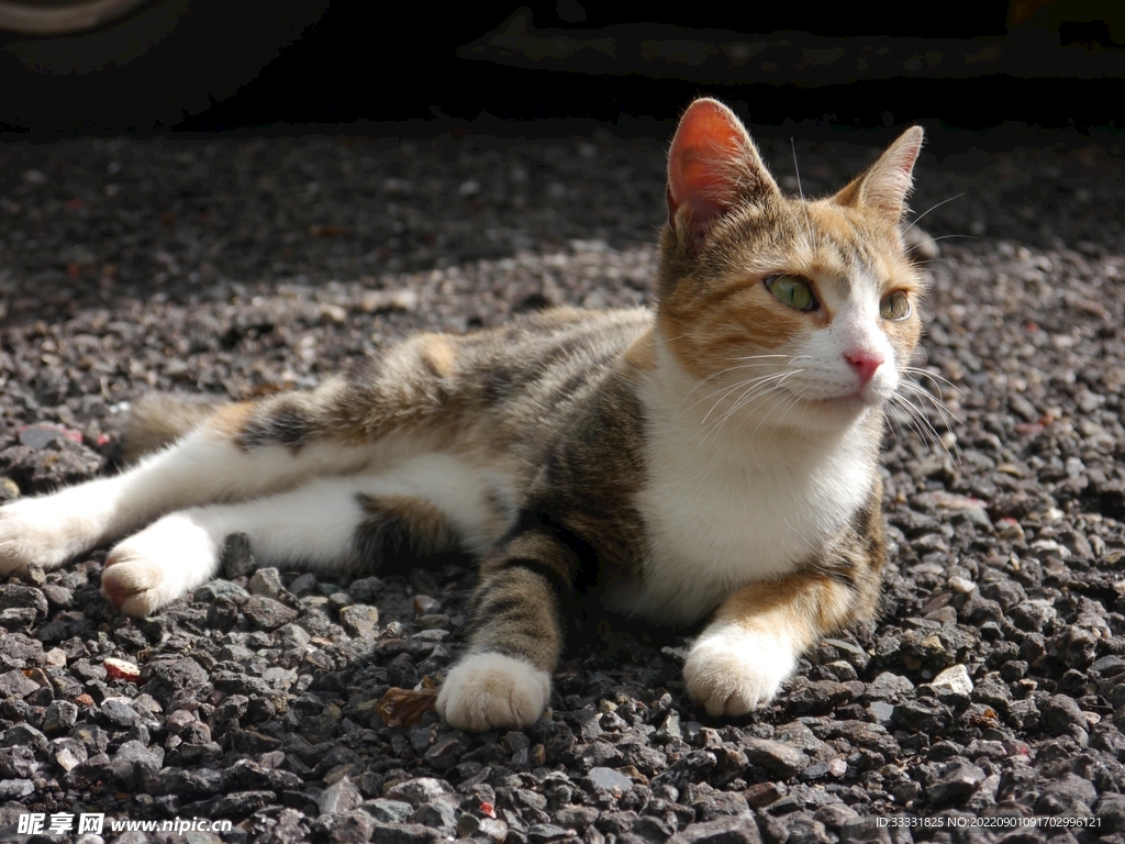 猫