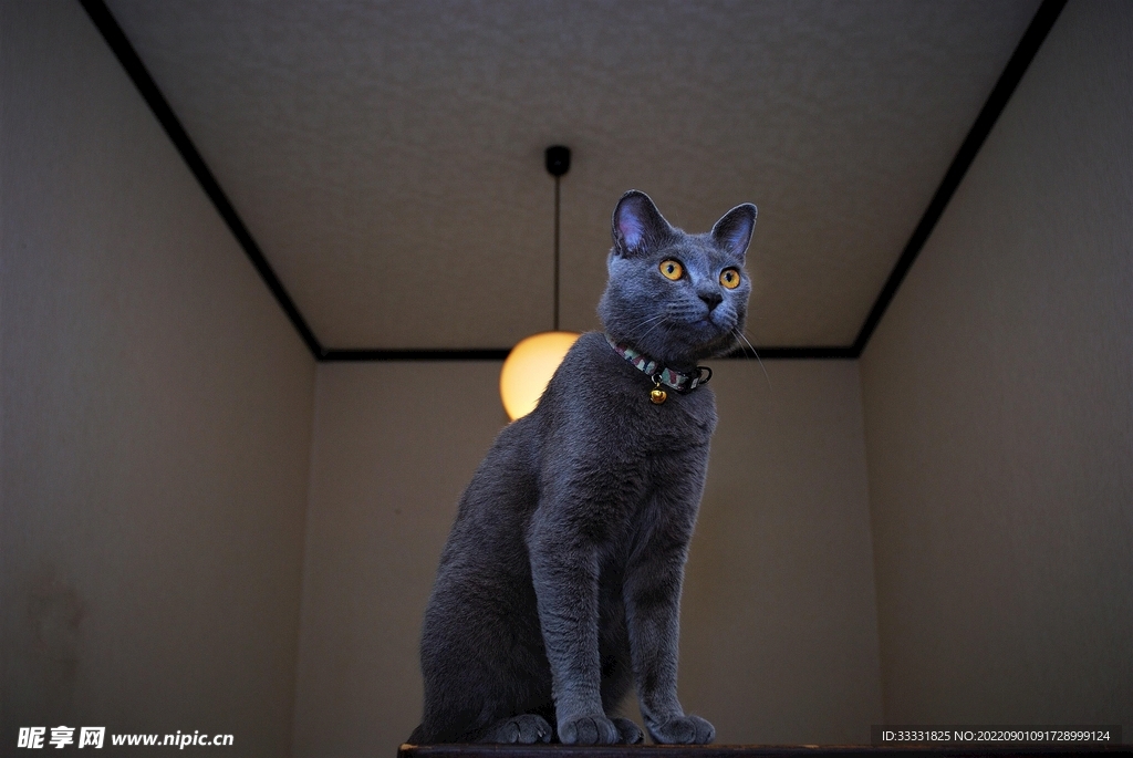 猫
