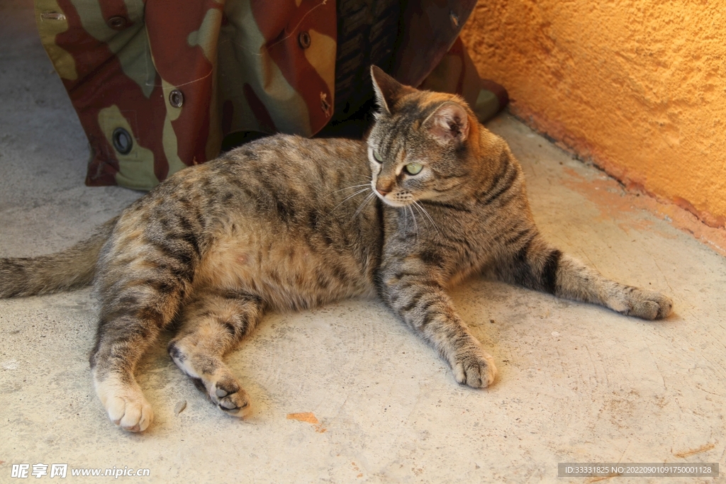 猫