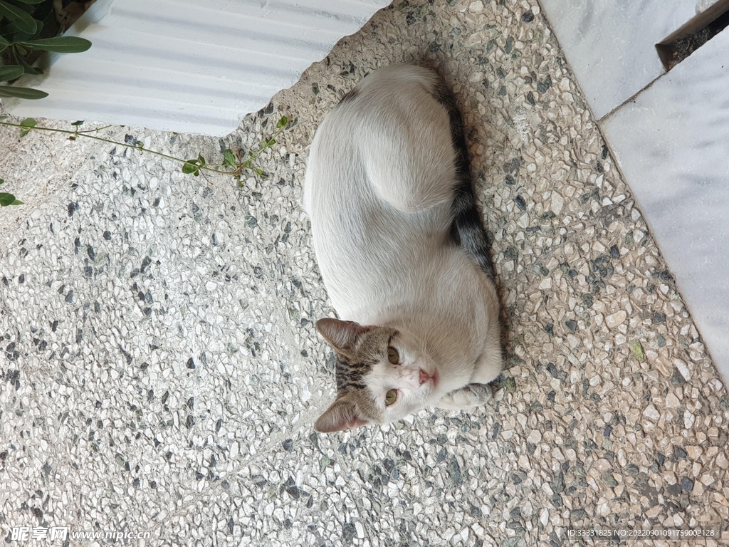 猫