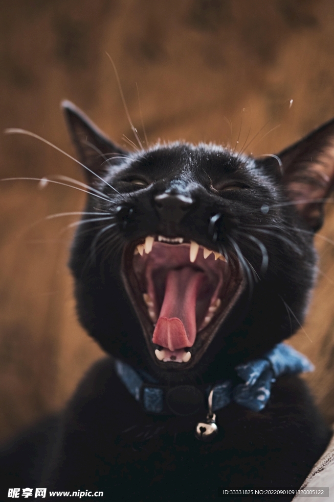 猫