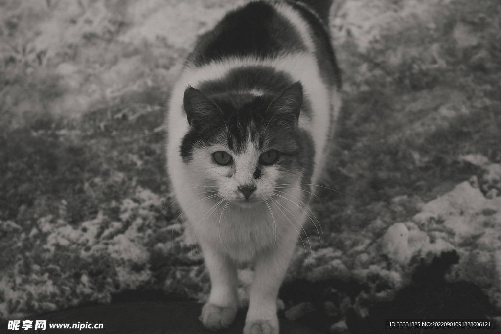 猫