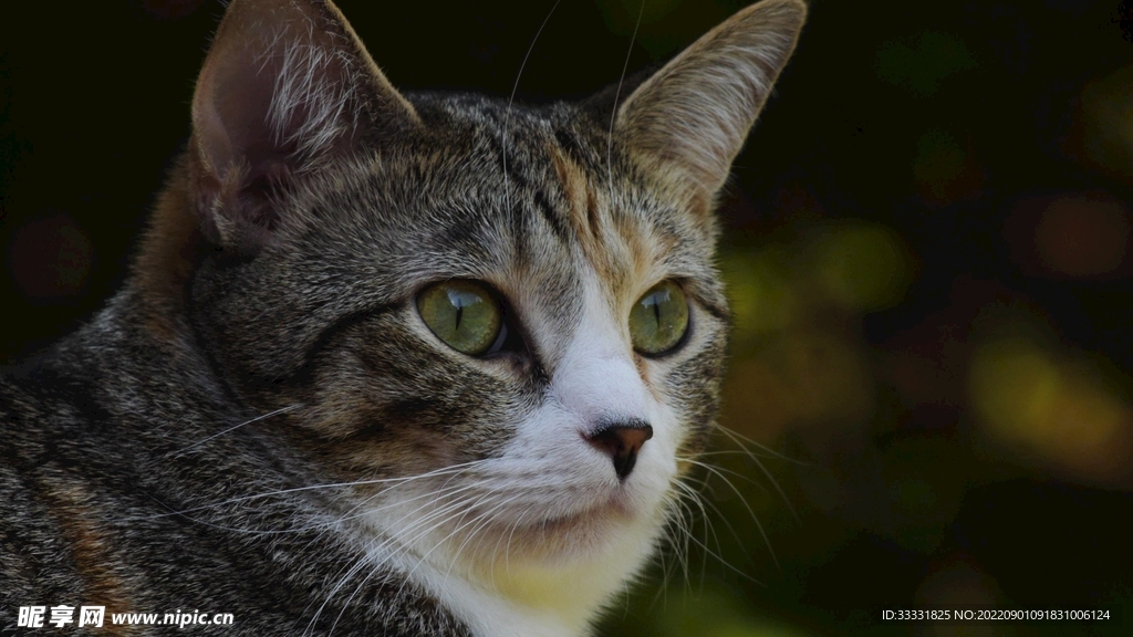 猫